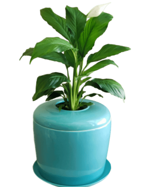 The Living Urn Indoors / Patio - Green Farewells