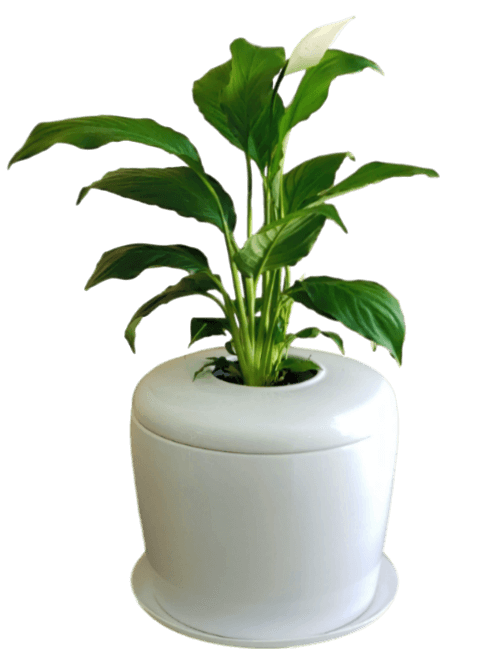 The Living Urn Indoors / Patio - Green Farewells